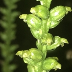 Microtis unifolia (Common Onion Orchid) at Deakin, ACT - 25 Nov 2021 by Tapirlord