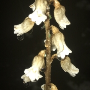 Gastrodia sesamoides at Deakin, ACT - suppressed