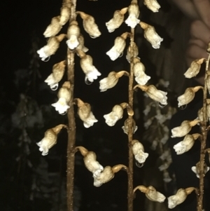 Gastrodia sesamoides at Deakin, ACT - suppressed