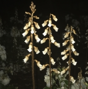 Gastrodia sesamoides at Deakin, ACT - suppressed