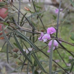 Glycine clandestina (Twining Glycine) at Rob Roy Range - 20 Oct 2021 by MichaelBedingfield