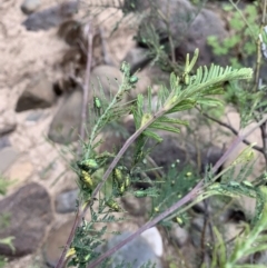 Diphucephala sp. (genus) (Green Scarab Beetle) at Woodstock Nature Reserve - 8 Nov 2021 by Eland