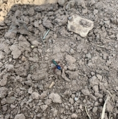 Diamma bicolor (Blue ant, Bluebottle ant) at Coree, ACT - 22 Oct 2021 by Eland