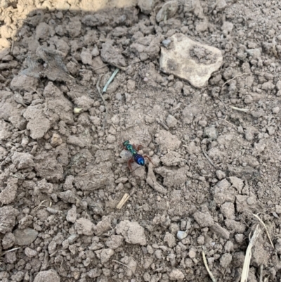 Diamma bicolor (Blue ant, Bluebottle ant) at Coree, ACT - 22 Oct 2021 by Eland