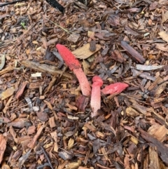 Phallus rubicundus (Phallus rubicundus) at Hackett, ACT - 26 Nov 2021 by cmobbs