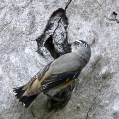 Pardalotus striatus (Striated Pardalote) at Pialligo, ACT - 22 Nov 2021 by jb2602