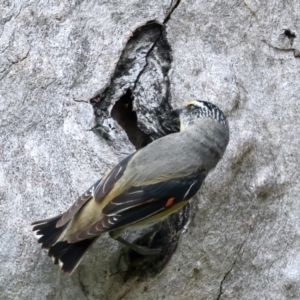 Pardalotus striatus at Pialligo, ACT - 23 Nov 2021 10:39 AM
