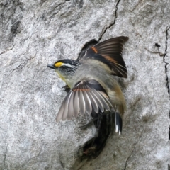 Pardalotus striatus at Pialligo, ACT - 23 Nov 2021 10:39 AM
