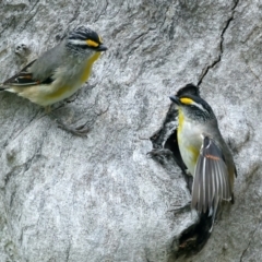 Pardalotus striatus at Pialligo, ACT - 23 Nov 2021 10:39 AM