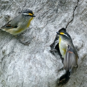 Pardalotus striatus at Pialligo, ACT - 23 Nov 2021 10:39 AM