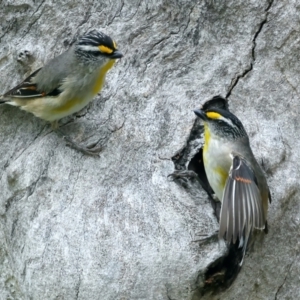 Pardalotus striatus at Pialligo, ACT - 23 Nov 2021