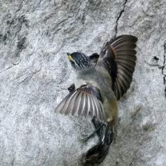 Pardalotus striatus at Pialligo, ACT - 23 Nov 2021 10:39 AM