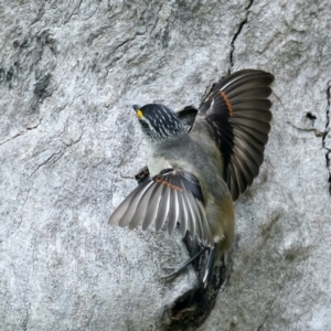 Pardalotus striatus at Pialligo, ACT - 23 Nov 2021