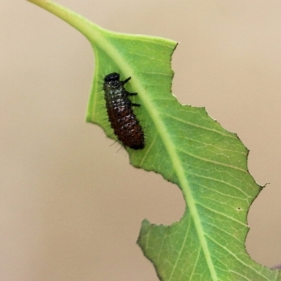 Chrysomelidae sp. (family) (Unidentified Leaf Beetle) at Wodonga, VIC - 26 Nov 2021 by KylieWaldon