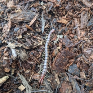 Cormocephalus aurantiipes at Watson, ACT - 22 Nov 2021 11:30 AM