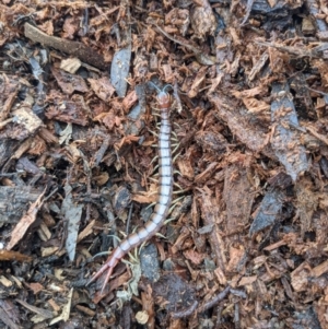 Cormocephalus aurantiipes at Watson, ACT - 22 Nov 2021