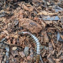 Cormocephalus aurantiipes at Watson, ACT - 22 Nov 2021