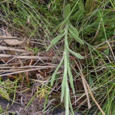 Coronidium scorpioides (Button Everlasting) at Tennent, ACT - 17 Nov 2021 by WalterEgo