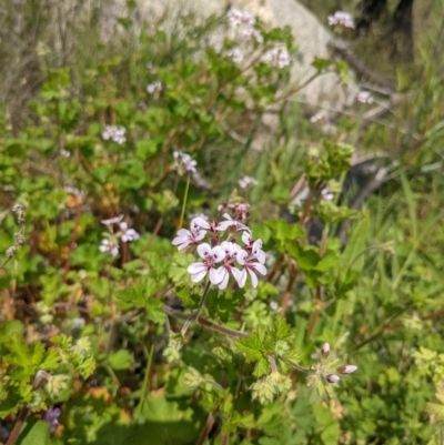 Pelargonium australe (Austral Stork's-bill) at Tennent, ACT - 17 Nov 2021 by WalterEgo