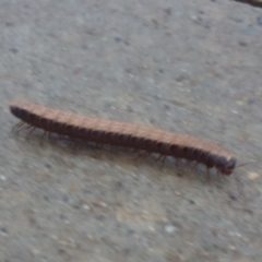 Gigantowales chisholmi (A millepede) at Goulburn Mulwaree Council - 25 Nov 2021 by Rixon