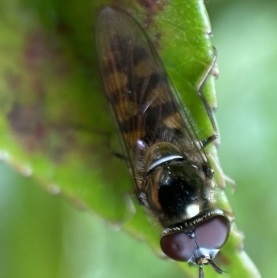 Melangyna viridiceps (Hover fly) at Jerrabomberra, NSW - 26 Nov 2021 by SteveBorkowskis