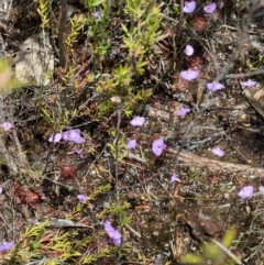 Unidentified Other Wildflower or Herb at Red Rocks, NSW - 25 Nov 2021 by SimoneC