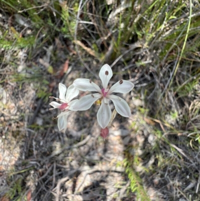 Burchardia umbellata (Milkmaids) at Red Rocks, NSW - 25 Nov 2021 by SimoneC