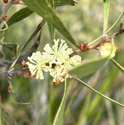 Hakea dactyloides (Finger Hakea) at Red Rocks, NSW - 25 Nov 2021 by SimoneC