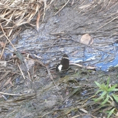 Papilio aegeus at Belconnen, ACT - 17 Nov 2021