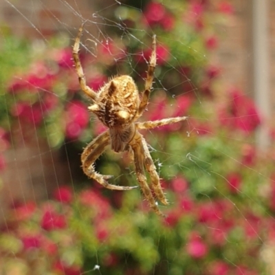 Backobourkia (genus) (An orb weaver) at Goulburn, NSW - 6 Nov 2021 by Rixon