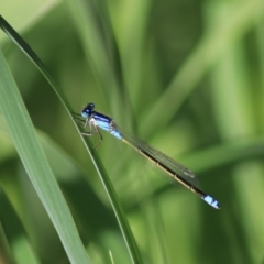 Ischnura heterosticta (Common Bluetail Damselfly) at Goulburn, NSW - 6 Nov 2021 by Rixon