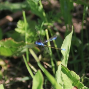 Ischnura heterosticta at Goulburn, NSW - 6 Nov 2021