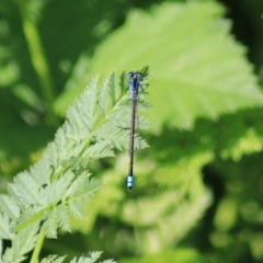 Ischnura heterosticta at Goulburn, NSW - 6 Nov 2021