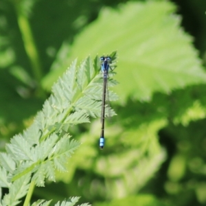 Ischnura heterosticta at Goulburn, NSW - 6 Nov 2021