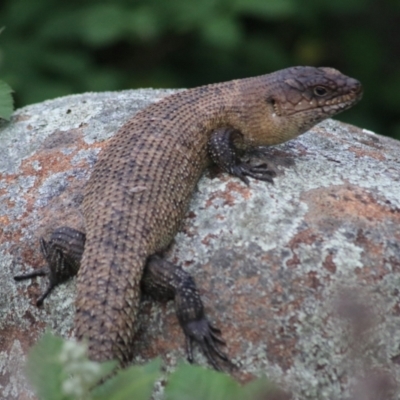 Egernia cunninghami (Cunningham's Skink) at Goulburn, NSW - 6 Nov 2021 by Rixon