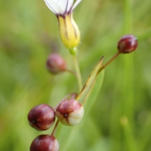 Sisyrinchium rosulatum at Cook, ACT - 25 Nov 2021