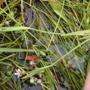 Sisyrinchium rosulatum at Cook, ACT - 25 Nov 2021