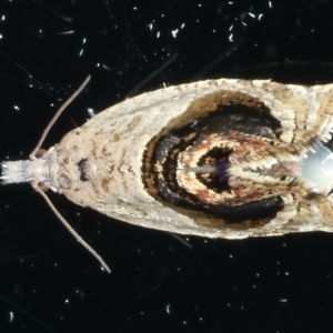 Acroceuthes metaxanthana at Ainslie, ACT - 23 Nov 2021 09:18 PM