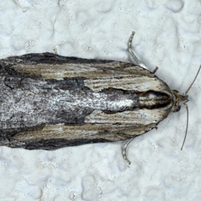 Cryptoptila immersana (A Tortricid moth) at Ainslie, ACT - 23 Nov 2021 by jb2602