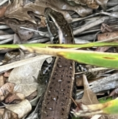 Eulamprus quoyii (Eastern Water Skink) at Kangaroo Valley, NSW - 24 Nov 2021 by SimoneC