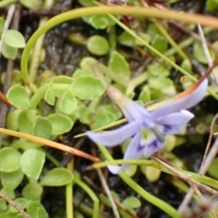 Isotoma fluviatilis subsp. australis at Cook, ACT - 25 Nov 2021