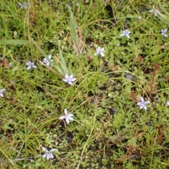 Isotoma fluviatilis subsp. australis at Cook, ACT - 25 Nov 2021 08:09 AM