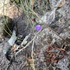 Utricularia dichotoma (Fairy Aprons, Purple Bladderwort) at Red Rocks, NSW - 25 Nov 2021 by SimoneC