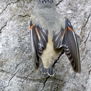 Pardalotus striatus at Pialligo, ACT - 23 Nov 2021 10:40 AM