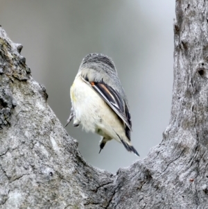 Pardalotus striatus at Pialligo, ACT - 23 Nov 2021 10:40 AM