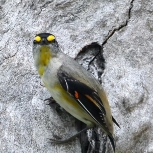 Pardalotus striatus at Pialligo, ACT - 23 Nov 2021 10:40 AM