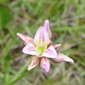 Laxmannia gracilis at Lower Boro, NSW - 23 Nov 2021