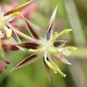 Juncus bufonius at Cook, ACT - 25 Nov 2021