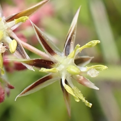 Juncus bufonius (Toad Rush) at Mount Painter - 24 Nov 2021 by drakes