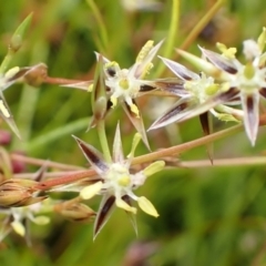 Juncus bufonius at Cook, ACT - 25 Nov 2021